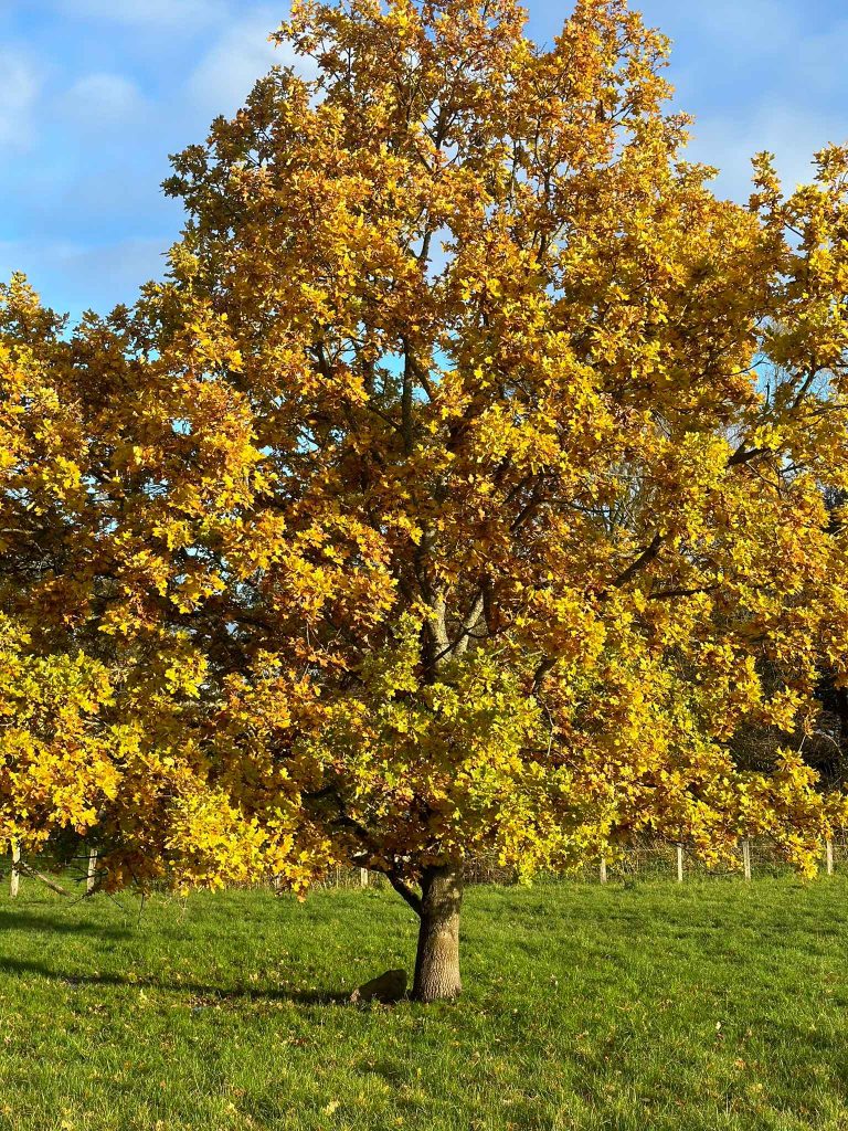 IMG_2184_11zon Efterårsferie - Esrum Kloster & Møllegård