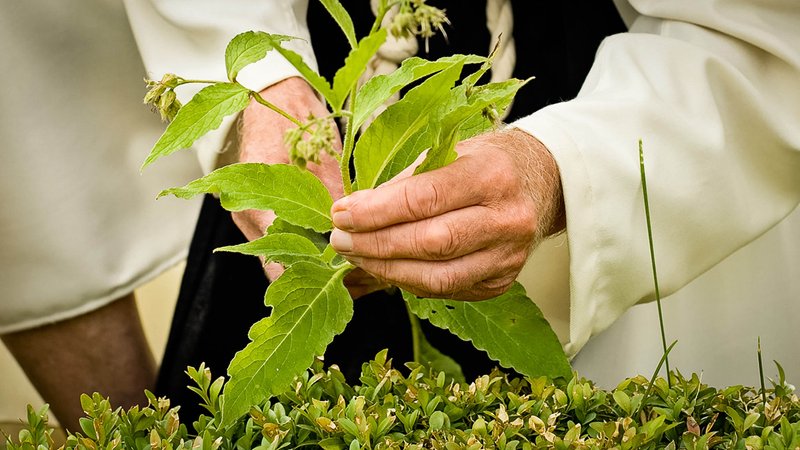 Sommerferie på Esrum Kloster: Oplev naturens superkræfter i Planternes Rige - Esrum Kloster & Møllegård